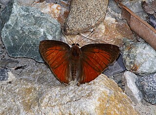 <i>Rapala pheretima</i> Species of butterfly