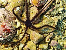 Ophiocomina nigra La Ciotat.jpg