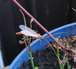 Ophion luteus