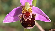 Ophrys apifera için küçük resim