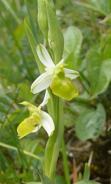 File:Ophrys holoserica 090515.JPG