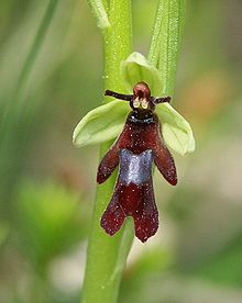 Insekta ofrio aŭ insekta ofriso (Ophrys insectifera)