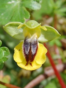 Ophrys prhyganae Monte Pellegrino 0026.JPG