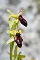 Ophrys promontorii (5689697305).jpg