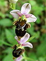 Ophrys scolopax France - Dordogne