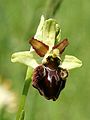 Ophrys sphegodes Germany - Taubergießen