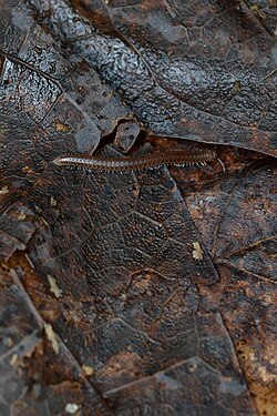 Millipede (Diplopoda)