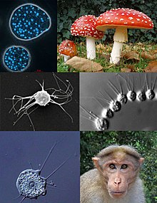 In senso de lectura: Abeoforma whisleri (Mesomycetozoea); Amanita muscaria (Fungi); Ministeria vibrans (Filasterea); Desmarella moniliformis (Choanoflagellatea); Nuclearia thermophila (Nucleariida); Macaca radiata (Animalia)