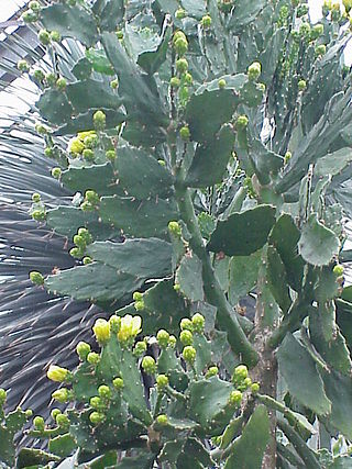 <i>Brasiliopuntia</i> Species of plant