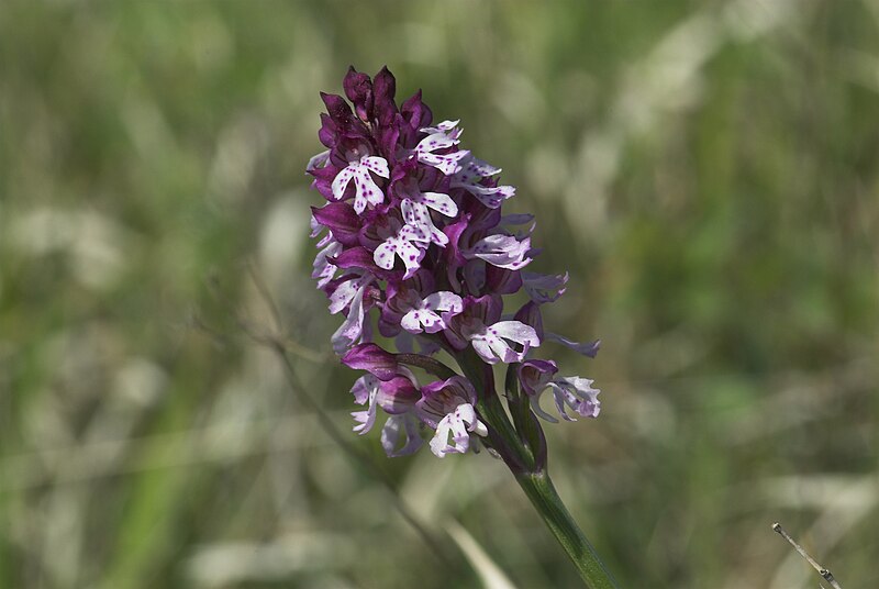 File:Orchis tridentata x Orchis ustulata-001.jpg