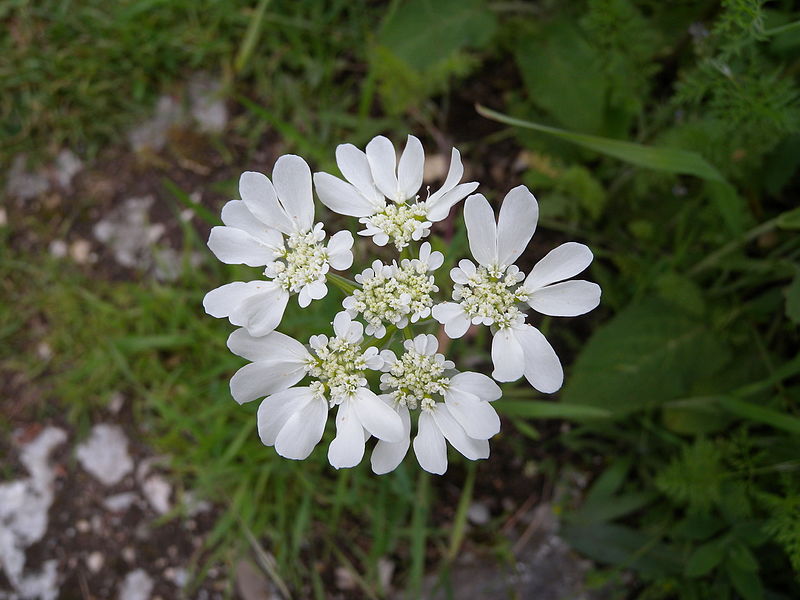 File:Orlaya grandiflora BOGA.jpg