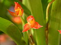 Ornithidium fulgens flowers