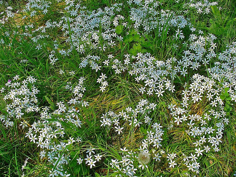 File:Ornithogalum umbellatum 001.JPG