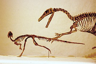 <i>Orodromeus</i> Extinct genus of dinosaurs