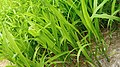 Oryza sativa (Asian rice)- Farm.jpg