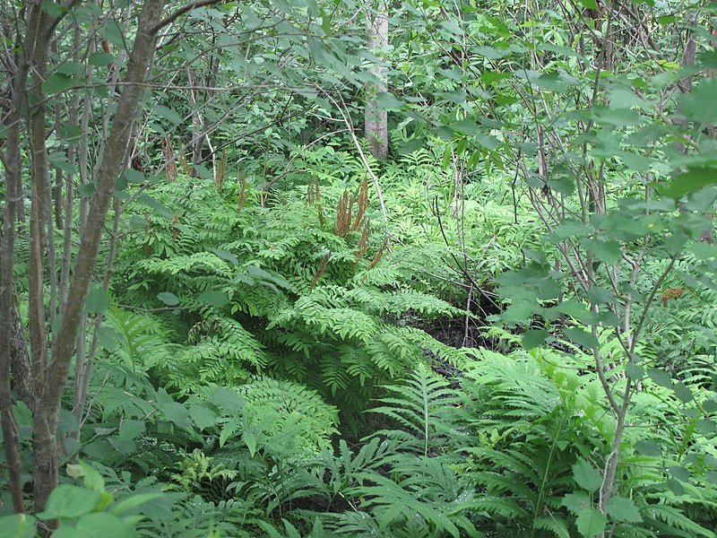 File:Osmunda regalis 15-p.bot-osmu.rega-019.jpg