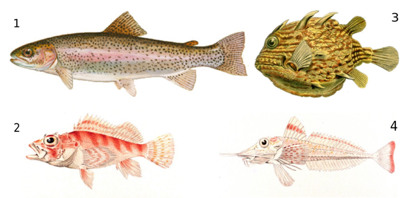 class osteichthyes characteristics