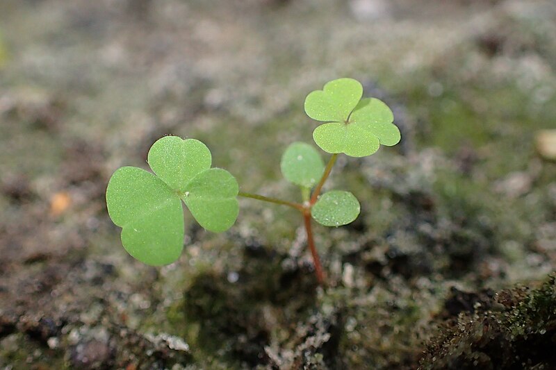 File:Oxalis stricta kz02.jpg