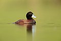 Blue-billed Duck male, Penrith, New South Wales, Australia