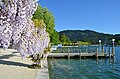 English: Wisteria and pier Deutsch: Blauregen und Schiffanlegestelle