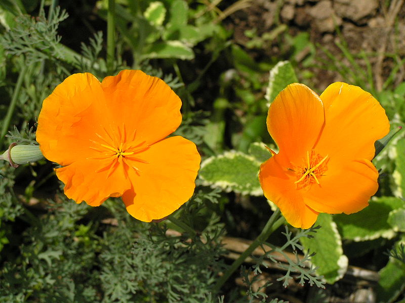 File:P5231844 Eschscholzia californica.JPG