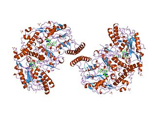 Nitric oxide synthase 2 (inducible) protein-coding gene in the species Homo sapiens