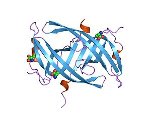 Single-Stranded Binding Protein