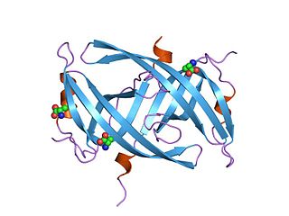 Single-stranded binding protein class of proteins