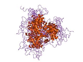 FOXD3 Protein-coding gene in the species Homo sapiens
