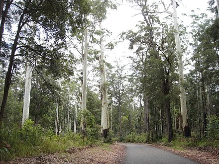 The flooded gums