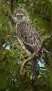 Thumbnail for Philippine eagle