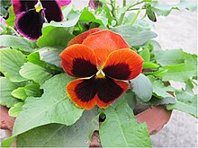 https://upload.wikimedia.org/wikipedia/commons/thumb/1/1f/Pansy_bi_colour.jpg/220px-Pansy_bi_colour.jpg