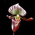 Paphiopedilum barbatum