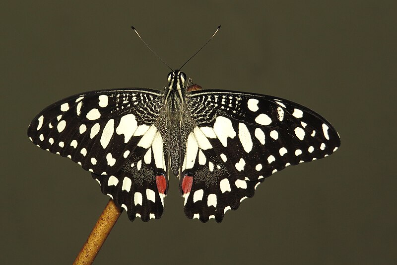 File:Papilio demoleus - Lime butterfly life cycle newly eclosed at Peravoor (21).jpg