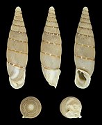 Papillifera papillaris peculiaris, shell