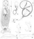 Thumbnail for Pseudorhabdosynochus justinella