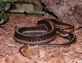 <span class="mw-page-title-main">Red-sided garter snake</span> Subspecies of snake