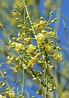 Foothills palo verde flowers