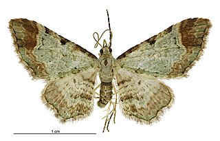 <i>Pasiphila magnimaculata</i> Species of moth