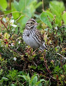 The Savannah sparrow is the most frequent of the migrant sparrows. Passerculus sandwichensis.JPG