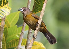 ♀ Ramphocelus passerinii