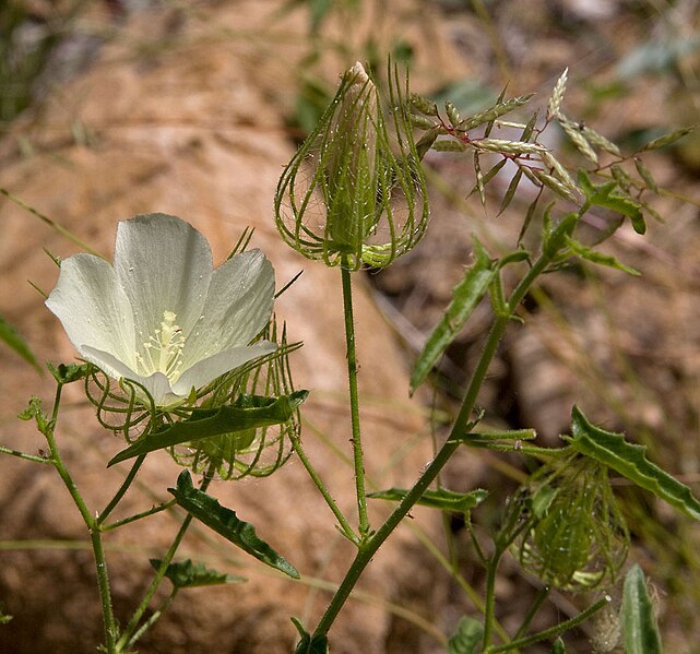 File:Pavonia clathrata.jpg