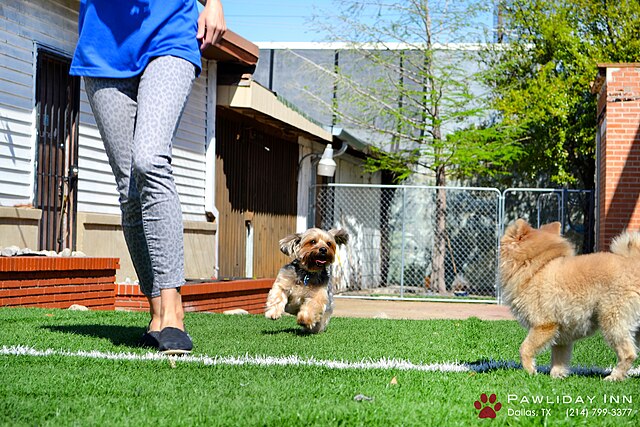 פנסיון כלבים אופייני, עם דשא, גדרות וכלבים שמשחקים ביחד עם בעלת הפנסיון.
