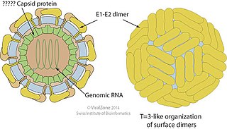 <i>Pegivirus</i> Genus of viruses