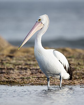 <span class="mw-page-title-main">Australian pelican</span> Species of bird