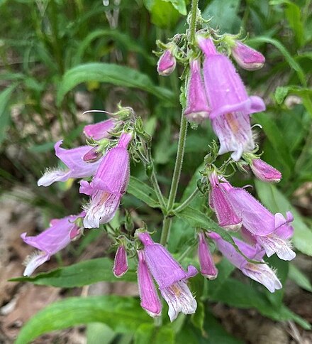 Penstemon Azureus