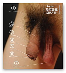 Penis(Asia).jpg