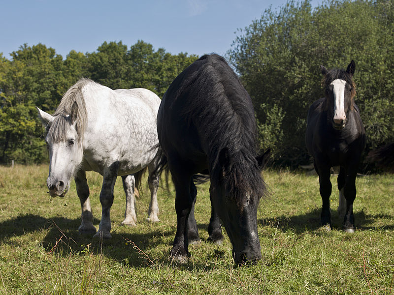 File:Percherons(Elevage des grandes landes)Mr Réveille Jean-Paul-2-cliche Jean Weber (23715579619).jpg