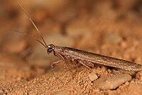 Богомол Perlamantis allibertii з родини Amorphoscelidae (Португалія)