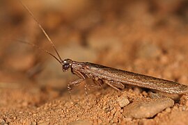July 29: The preying mantis Perlamantis allibertii.